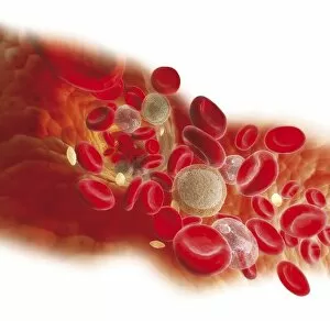 Diagram showing bloodstream inside a vein, red, white blood cells, platelet