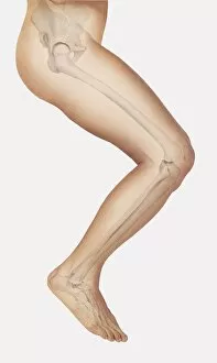 Images Dated 30th November 2006: Diagram showing bones inside human leg, ready to jump
