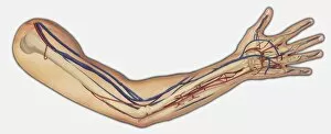 Activity Gallery: Diagram showing bones, veins and arteries in a human arm and hand