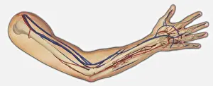 Healthcare And Medicine Prints: Diagram showing bones, veins and arteries in a human arm and hand