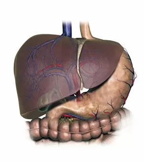 Diagram showing human liver, stomach, gallbladder and pancreas