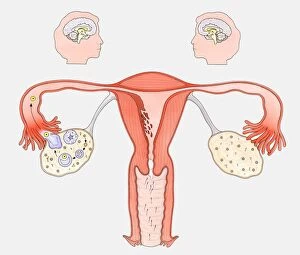 Diagram showing the interaction between female sexual organs and the brain, on one side, the normal reproductive cycle