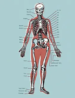 Diagram of a Skeleton