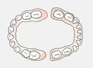 Images Dated 30th November 2006: Diagram of upper and lower teeth of a baby