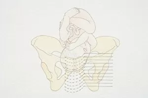 Diagram of womans pelvis and curled up foetus
