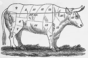 Strategy Prints: Diagrammed Depiction of a Cow to be Slaughtered for Food