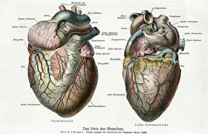 German Text Prints: Two Diagrams of the Human Heart