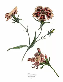 Images Dated 19th February 2019: Dianthus or Carnation Plant, Victorian Botanical Illustration