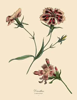Exoticism Prints: Dianthus or Carnation Plant, Victorian Botanical Illustration