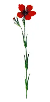 Dianthus carthusianorum (Carthusian Pink)