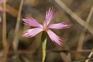 Images Dated 29th October 2010: Dianthus namaensis, Goegap Nature Reserve, Namaqualand, South Africa, Africa