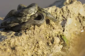 Images Dated 25th May 2008: Dice Snake -Natrix tessellata-, basking, focussing gaze on frog in water, Bulgaria