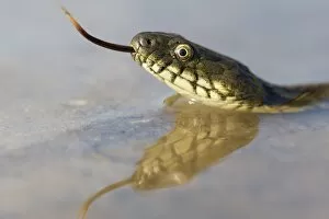 Mirrored Gallery: Dice Snake -Natrix tessellata-, darting its tongue, in the water, with reflection, Bulgaria