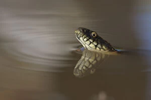 Images Dated 25th May 2008: Dice Snake -Natrix tessellata-, in the water, with reflection, Bulgaria