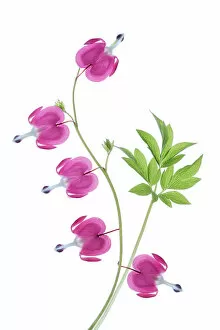 Captivating Floral Photography by Mandy Disher Gallery: Dicentra flowers