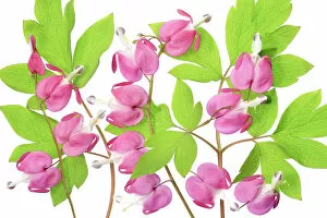Flower Art Collection: Dicentra Lamprocapnos