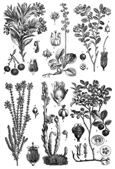 Dicotyledons: Sympetalae