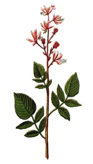 Dictamnus albus, which has several geographical variants. It is also known as burning bush
