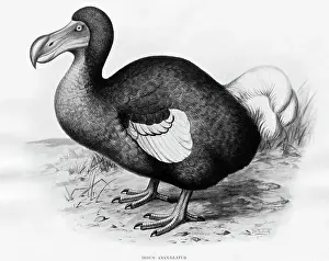 Dodo Prints: Didus Cucullatus by Fredrick William Frohawk