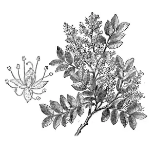Diesel Prints: Diesel Tree, Rashed Tree and Salam tree (copaifera langsdorffii)