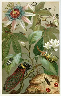Bird Lithographs Gallery: Different cicada 1897
