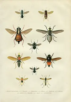 Insect Lithograph Prints: Different fly insects illustartion 1881