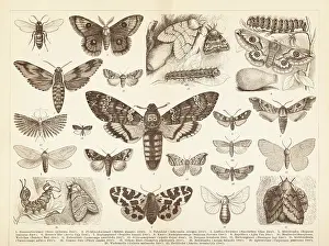 Insect Lithograph Prints: Different insects moth Lepidoptera death's head illustration