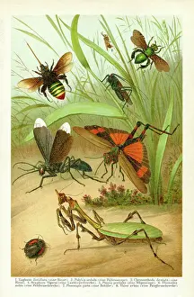 Different insects Praying mantis cockroach and bees 1898