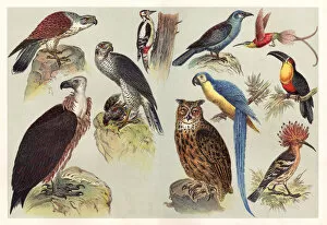 Woodpecker Gallery: Different kids of birds chromolithography 1888