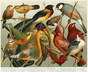 Different Non-european songbirds illustration 1897