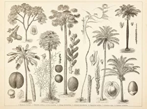 Images Dated 12th August 2011: Different palm tree coconut illustration