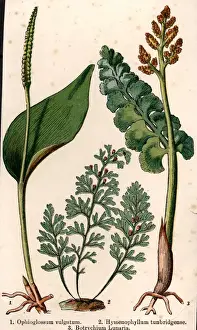 Portrait Plants Prints: Ferns