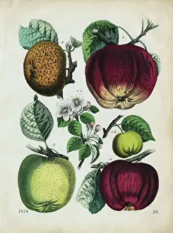 Apple Prints: Different Types of Apples