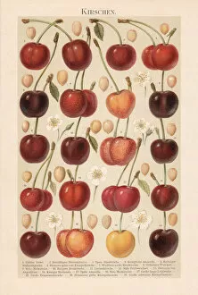 Images Dated 25th August 2018: Different types of cherries, chromolithograph, published in 1897