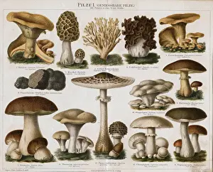 Different Types of Edible Mushrooms