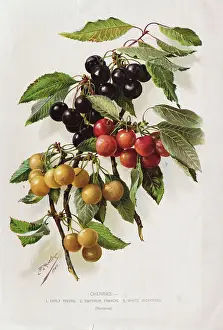 Cherry Prints: Different Varieties of Cherries