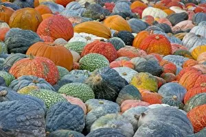 Images Dated 1st November 2012: Different varieties of pumpkins, squashes and gourds -Cucurbita pepo-, Baden-Wuerttemberg