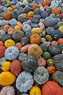 Images Dated 31st October 2012: Different varieties of pumpkins, squashes and gourds -Cucurbita pepo-, Baden-Wuerttemberg