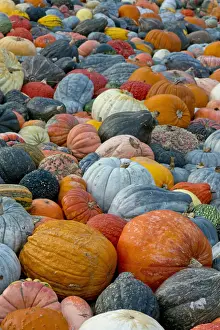 Kind Prints: Different varieties of pumpkins