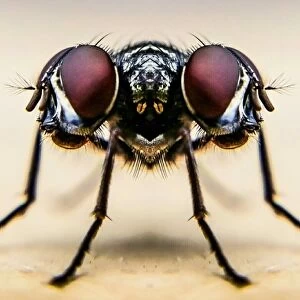 Images Dated 22nd July 2015: Digital Composite Image Of Housefly