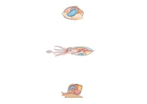 Images Dated 10th February 2009: Digital cross section illustration of bivalve, squid, and snail anatomy