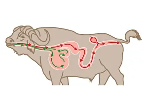 Digital cross section illustration of four chambers in stomach of ruminant, showing rumen, reticulum