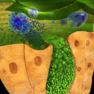 Surrounding Prints: Digital cross section illustration of ciliate cell showing rhinovirus and antobodies in nasal cavity