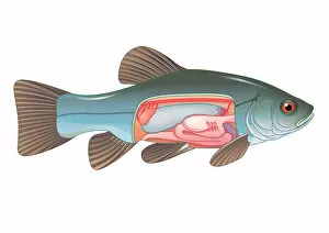 Images Dated 10th February 2009: Digital cross section illustration of fish showing gas bladder which contributes to the ability to