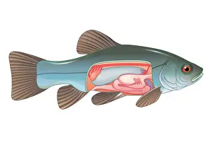 Fish Prints: Digital cross section illustration of fish showing gas bladder which contributes to the ability to control buoyancy