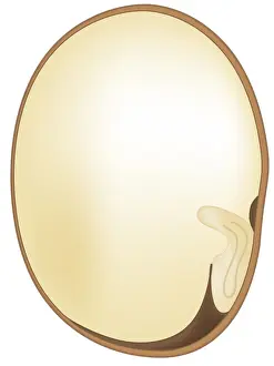 Digital cross section illustration of germinating bean