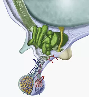Images Dated 14th January 2010: Digital cross section illustration of human hypothalamus and pituitary gland