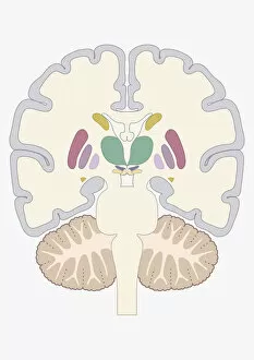 Images Dated 31st December 2009: Digital cross section illustration of human brain showing location of basal nuclei
