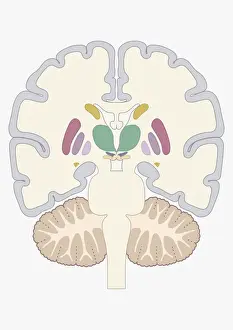 Prints of Digital cross section illustration of human brain showing location of basal nuclei The Human Brain Prints: Digital cross section illustration of human brain showing location of basal nuclei