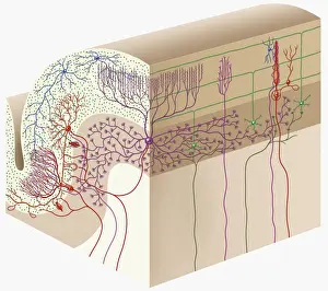 Cross Section Prints: Digital cross section illustration of human cerebellar cortex